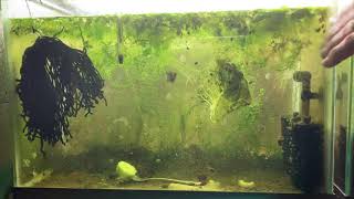 Scuds Daphnia Cherry Shrimp Copepods My aquatic food culture [upl. by Fesuy309]