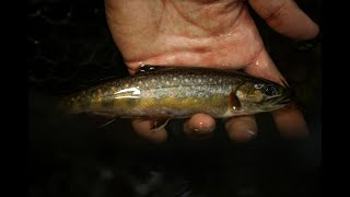 Minnesota North Shore Trout Fishing For Brook Trout amp Brown Trout  THE DRIP [upl. by Edda]