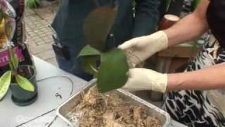 Repotting Orchids [upl. by Dej]