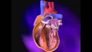 Heart ExcitationContraction Coupling [upl. by Aras]