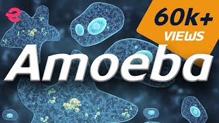 What is An Amoeba  Biology  Extraclasscom [upl. by Cohligan]