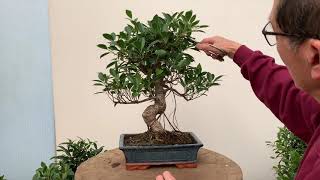 Ficus Bonsai Care and Pruning [upl. by Meece]