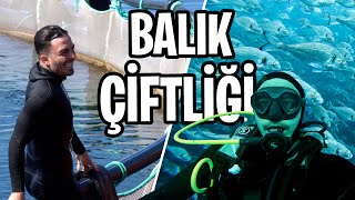 BALIK ÇİFTLİĞİNE DALDIM EFSANE VİDEO [upl. by Buschi935]