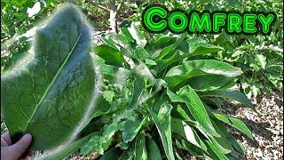 11 Reasons To Grow Comfrey In Your Garden [upl. by Miharba]