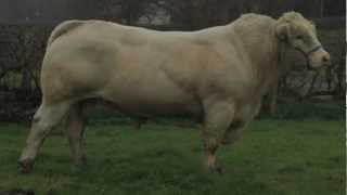 Charolais Bull BlelackDigger AI Sire [upl. by Pride889]