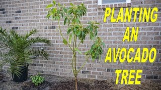 Planting Avocado Trees Important Things You Must Know [upl. by Claudie]