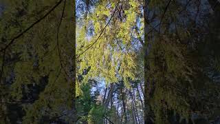 Chilliwack bc woods [upl. by Hasseman]