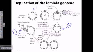 Lambda phage genome replication [upl. by Cozza]