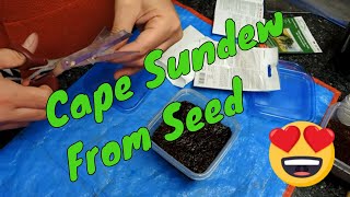 Planting Drosera Capensis from seed  planting to Sprouting [upl. by Thia]