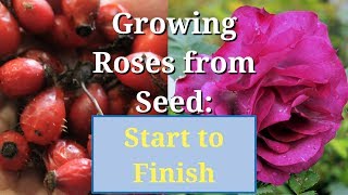 Grow Roses from Seed Start to Finish [upl. by Orazio]