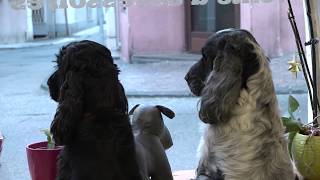 Salon de toilettage pour chiens quotDog Storyquot [upl. by Zoe]