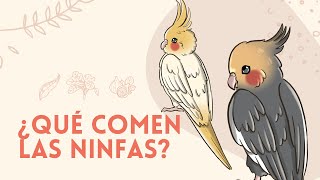 DIETA PARA NINFAS ¿Qué pueden comer  ALIMENTACIÓN [upl. by Ripp610]