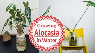 Growing Alocasia in Water  Guide on Propagating Alocasia [upl. by Nileek]