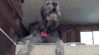 Liam the singing Irish Wolfhound [upl. by Tyoh]