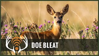 Doe Bleat Sound Only  Call in Big Bucks [upl. by Kaule]