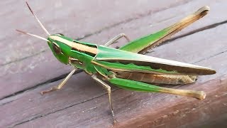 Admirable grasshopper jumping away after resting [upl. by Ehrman]