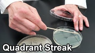 Quadrant Streaking Bacteria  Techniques Demonstration [upl. by Scevo801]