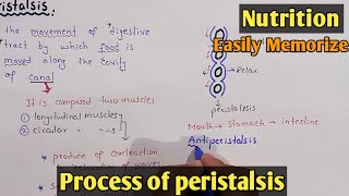 Process Of Peristalsis  Swallowing  Class 11 Biology [upl. by Litman]