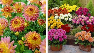 How to Plant Dwarf Gallery Dahlias SummerAutumn Guide [upl. by Rehpotsirc296]