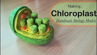 How to make a Chloroplast model [upl. by Hieronymus823]