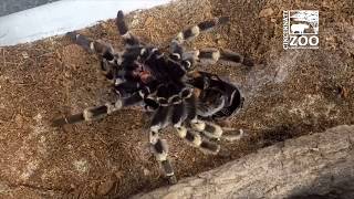 Redkneed Tarantula Molting  Cincinnati Zoo [upl. by Acirret]