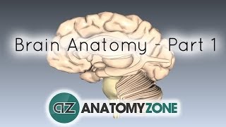 Basic Parts of the Brain  Part 1  3D Anatomy Tutorial [upl. by Durwyn683]