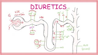 Osmotic Diuretics  Pharmacology [upl. by Meadows]