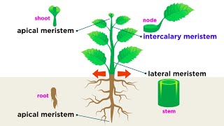 Types of Plant Cells [upl. by Yrocal]