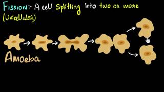 Fission binary amp multiple with examples  How do organisms reproduce  Biology  Khan Academy [upl. by Ramyaj]