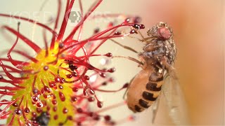 Cape Sundews Trap Bugs In A Sticky Situation  Deep Look [upl. by Domph]