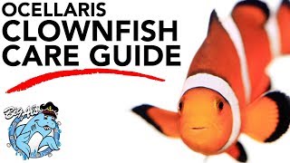 How to Care for Clownfish  BigAlsPetscom [upl. by Alphonsa]