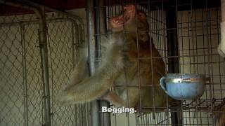 ARC Saves 4 Macaque Monkeys from Cruel Confines [upl. by Hirsch646]