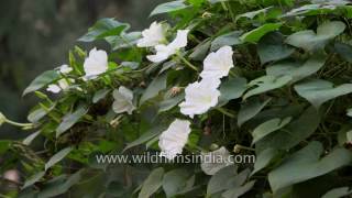 Time lapse of Moon flowers or Common Night Glory [upl. by Irep]