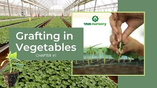 Vegetable Grafting Chapter 1  Grafting in Vegetables [upl. by Yesoj]