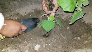 Planting the worlds fastest growing tree Paulownia Elongata Royal Empress [upl. by Domeniga]