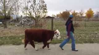 Miniature Hereford Bull Magnus [upl. by Flemings]