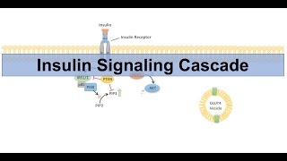 Insulin Signaling Cascade and Downstream Effects  Biochemistry Lesson [upl. by Einot]