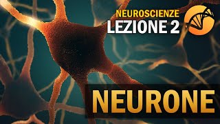 Il Neurone  NEUROSCIENZE  Lezione 2 [upl. by Terrie]