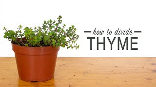 How to Divide Thyme [upl. by Iand]