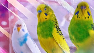 3 Hour Sounds of Budgies for Lonely Birds [upl. by Kraft]