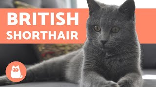 GATTO BRITISH SHORTHAIR [upl. by Ragouzis204]