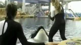 Killer Whale Attack 911 Call [upl. by Nigam]