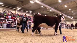 National Junior Hereford Show Champion Polled Heifer [upl. by Immak]