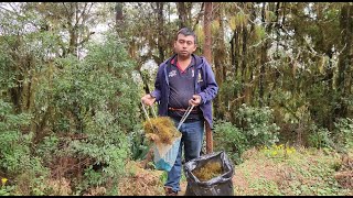 Buscando adorno Navideño en el monte musgo  con la familia [upl. by Lenci]