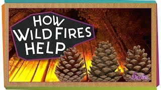 How Wildfires Help  Science for Kids [upl. by Anilorak114]