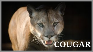 Cougar scream at night in the woods Mountain lion sounds very scary [upl. by Aneer267]