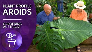 Addicted to Aroids  Plant profile  Gardening Australia [upl. by Aissenav]