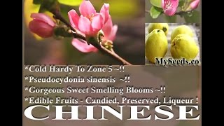 Chinese Quince Fruit Chaenomeles sinensis  Mugua Mogwa Karin Seeds on wwwMySeedsCo [upl. by Aryajay]