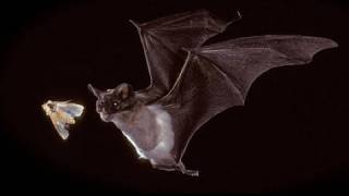 Bats in our Midst  KQED QUEST [upl. by Rudin]