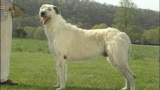 AKC Dog Breed Series  Irish Wolfhound [upl. by Atsirtal]